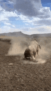 a bull is running through a dirt field with a mountain in the background