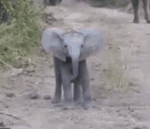 Baby Elephant GIF - Baby Elephant GIFs