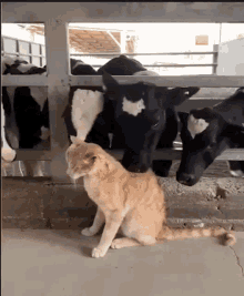 Cow Cat GIF