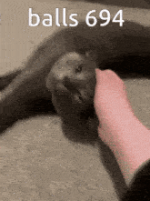 a person is petting a cat with the words balls 694 written on the bottom