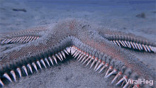 moving slowly viralhog creeping crawling starfish