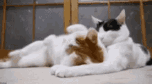 Cat Cuddle GIF - Cat Cuddle Play GIFs