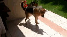 Jump Jump GIF - Animals Jump Dog GIFs