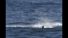 Orca Killer Whale GIF - Orca Killer Whale Hunting GIFs