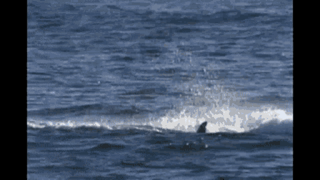 [Image: orca-killer-whale.gif]
