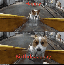 Verjaardag Happy Birthday GIF - Verjaardag Happy Birthday Dog GIFs