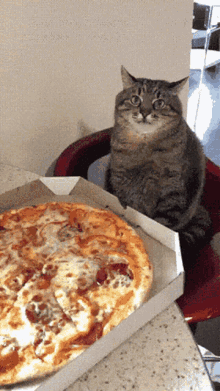 Funny Cat Gif Cat And Pizza Gif GIF