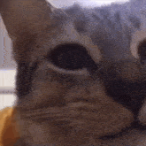Kitty Eating GIF - Kitty Eating Meme GIFs