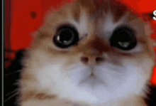 Angry Cat Be Evil GIF - Angry Cat Cat Angry GIFs