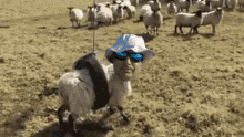 Funny Sheeple GIF - Funny Sheeple Man GIFs