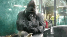 gorilla no leave me alone atittude i dont wanna talk