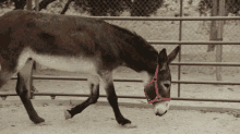 Donkey Cesar Millan Better Human Better Dog GIF - Donkey Cesar Millan Better Human Better Dog Strutting GIFs
