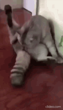 GIF