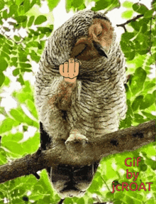 an owl is sitting on a tree branch with a middle finger