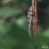 Holding On Brown Anole Lizard GIF - Holding On Brown Anole Lizard Our Living World GIFs