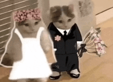 Cat Marriage GIF