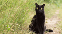 Cat Grass GIF - Cat Grass GIFs