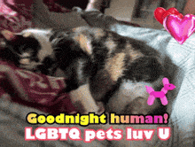 a calico cat is laying on a bed with the words goodnight human lgbtq pets luv u above it