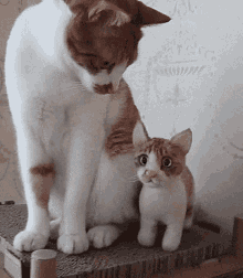 a brown and white cat standing next to a stuffed cat on a cardboard box