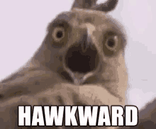 Hawk Awkward GIF - Hawk Awkward Shookt GIFs