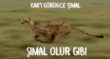 Simal GIF - Simal GIFs