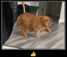 Cat Thumbs GIF - Cat Thumbs Thumbs Up GIFs