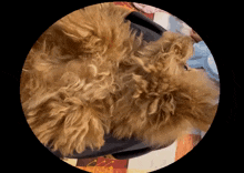 a dog laying on its back in a circle