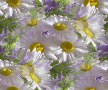 a bunch of daisies with purple and green leaves