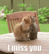I Miss You I Miss You Cat GIF
