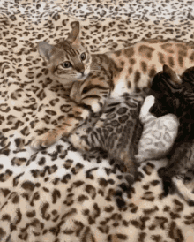Kitty Mother GIF - Kitty Mother Bengal GIFs