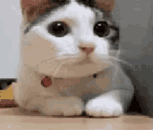 Cat Looking Around GIF