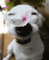Dog Smiling Dog GIF - Dog Smiling Dog Hehe Dog GIFs