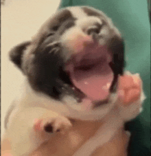 a puppy is yawning with its mouth open and its tongue hanging out .