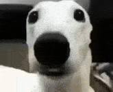 a white dog with a black nose is looking at the camera with a surprised look on its face .