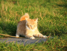 Cat Grass GIF