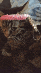 a cat wearing a pink headband with sequins on it