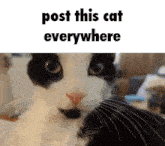 Post This Cat Cute GIF