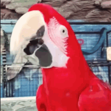 Perrot Perrot Fun GIF - Perrot Perrot Fun Bird GIFs