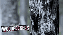 Fayetteville Woodpeckers GIF - Fayetteville Woodpeckers Fayetteville Woodpeckers GIFs