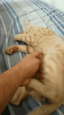 Cat Tickle GIF - Cat Tickle Stretch GIFs
