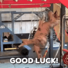 Trying Your Best GIF - Good Luck T Rex GIFs