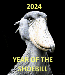 2024 Years GIF - 2024 Years Year Of The Shoebill GIFs