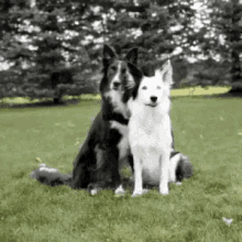 border collie hug funny animals dogs hugs