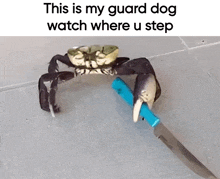 Guard Dog GIF