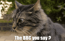 The Bbc You Say Tea Hof GIF - The Bbc You Say Tea Hof -bbc01- GIFs