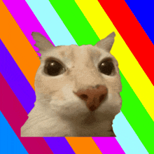 a close up of a cat 's face on a colorful background