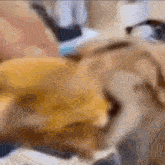 a close up of a dog eating a hamburger with its mouth open .