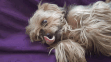 Yoshi Cute GIF - Yoshi Cute Pup GIFs