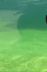 a seal is swimming in the green water