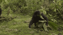 Walk Away Mountain Gorillas Survival Dian Fosseys Legacy Lives On GIF - Walk Away Mountain Gorillas Survival Dian Fosseys Legacy Lives On Short Film Showcase GIFs